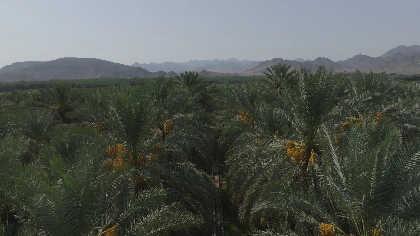 AL-AHSA